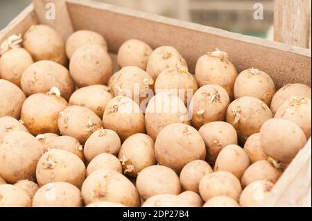 Pommes de terre de semence 'Winston', Solanum tuberosum, dans un sac Banque D'Images