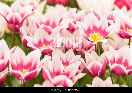 Tulipa «Claudia», tulipes à fleurs de nénuphars, en fleur Banque D'Images