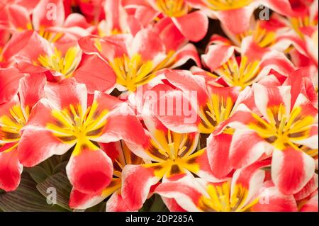 Tulipa 'Czaar Peter', Greigii Tulips, en fleur Banque D'Images