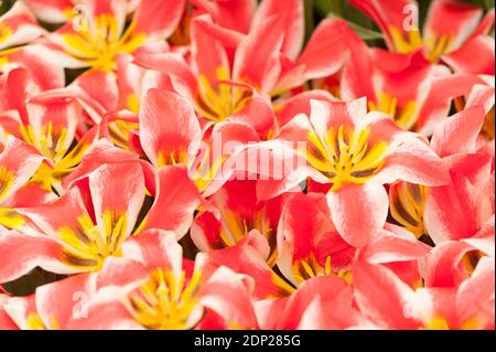 Tulipa 'Czaar Peter', Greigii Tulips, en fleur Banque D'Images