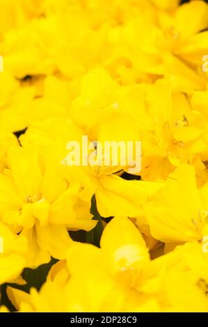 Tulipa ‘Monte Carlo’, Double Early Tulips, en fleur Banque D'Images