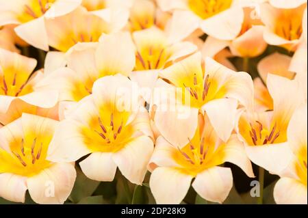 Tulipa «fourrure Elise», Greigii Tulips, en fleur Banque D'Images