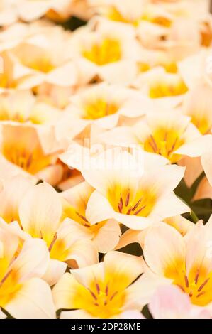 Tulipa «fourrure Elise», Greigii Tulips, en fleur Banque D'Images