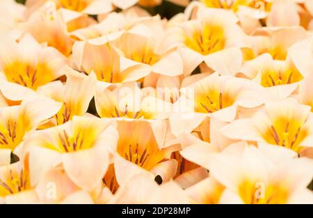 Tulipa «fourrure Elise», Greigii Tulips, en fleur Banque D'Images