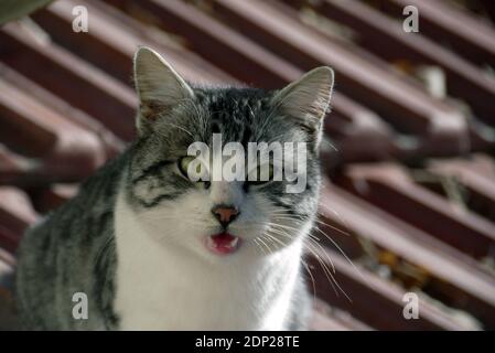 Les plus belles photos de portrait de chat, les photos de chat, les plus belles photos de chat, Banque D'Images