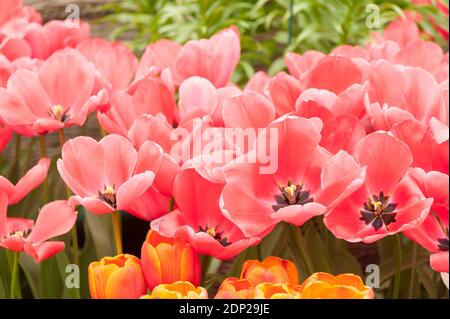 Tulipa ‘Pink impression’, Darwen Hybrid Tulips, en fleur Banque D'Images