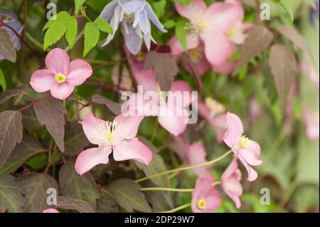 Clematis montana «Freda» en fleur Banque D'Images