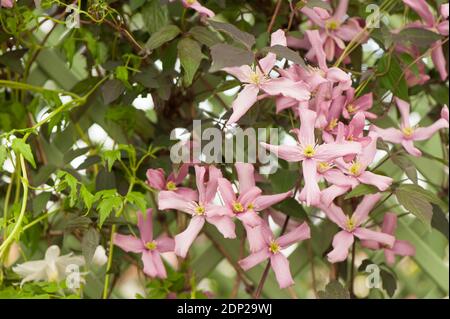 Clematis montana ‘Warwickshire Rose’ en fleur Banque D'Images