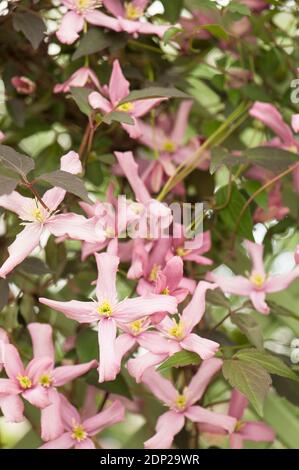 Clematis montana ‘Warwickshire Rose’ en fleur Banque D'Images