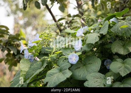 Plante de gloire du matin avec des fleurs bleues qui poussent dans le jardin Banque D'Images