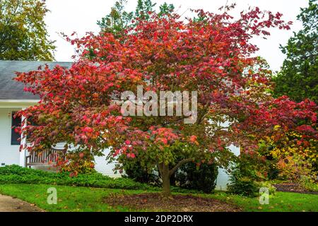 Japanese Maple in Early Fall Color, Acer Japonicum Aconiticolium (Full Moon Maple).  Alexandria, Virginia, USA Stock Photo