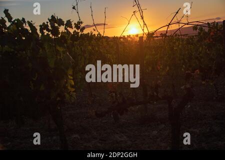A Montalcino - Italie - le 2020 août - vignoble au coucher du soleil dans la campagne toscane Banque D'Images