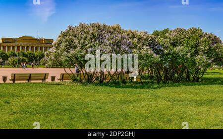 Lilas fleuris sur le champ de Mars à Saint-Pétersbourg au mois de mai. Banque D'Images