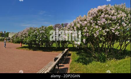 Lilas fleuris sur le champ de Mars à Saint-Pétersbourg au mois de mai. Banque D'Images