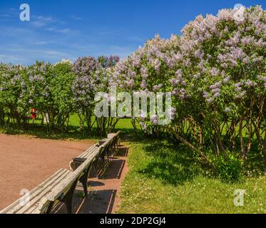 Lilas fleuris sur le champ de Mars à Saint-Pétersbourg au mois de mai. Banque D'Images