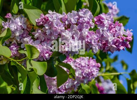 Lilas fleuris sur le champ de Mars à Saint-Pétersbourg au mois de mai. Banque D'Images