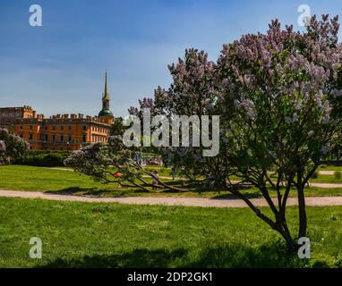 Lilas fleuris sur le champ de Mars à Saint-Pétersbourg au mois de mai. Banque D'Images