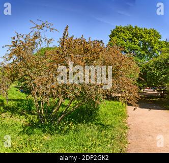 Lilas fleuris sur le champ de Mars à Saint-Pétersbourg au mois de mai. Banque D'Images