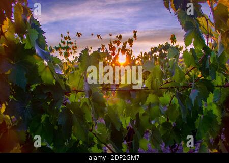 A Montalcino - Italie - le 2020 août - vignoble au coucher du soleil dans la campagne toscane Banque D'Images