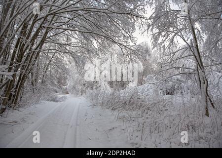 Une route de terre et des arbres couverts dans une couche profonde de neige après la tempête de neige. Banque D'Images