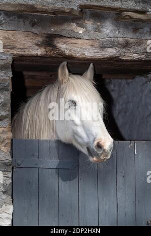 Poney blanc regardant sur sa porte stable, Cumbria, Royaume-Uni. Banque D'Images