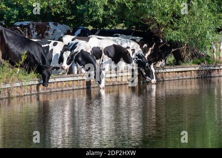 Troupeau de vaches smal à boire de l'eau d'un canal Banque D'Images