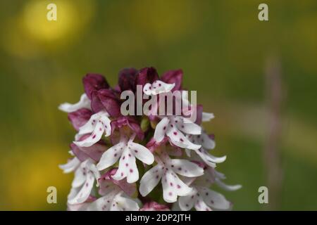 Neotinea ustulata 'Orchidée brûlée' trouvé sur d'anciennes prairies calcaires, court,.forme précoce,fleurs de mai à juin. Wiltshire, Royaume-Uni. Banque D'Images