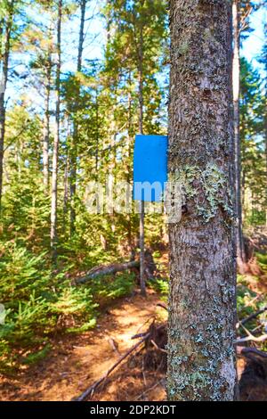 Un marqueur de sentier en métal, peint en bleu, est incrusté dans un arbre le long du chemin. Sur le sentier Furth Talalay Blue Hill Heritage Trust à Surry, Maine. Banque D'Images