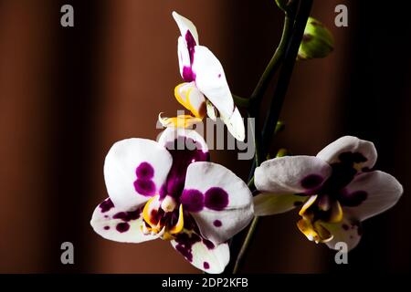 Fleurs d'orchidées de papillon macro 5624 Banque D'Images