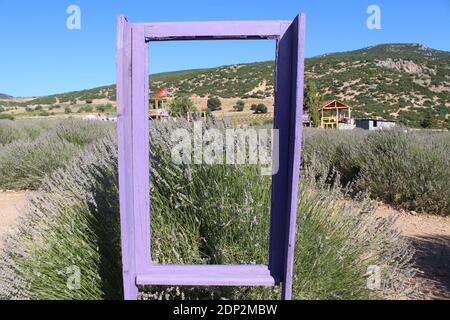 Jardin de lavande décoré de vieux cadres en bois en Turquie Banque D'Images