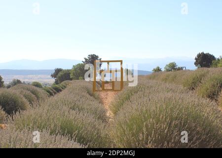 Jardin de lavande décoré de vieux cadres en bois en Turquie Banque D'Images