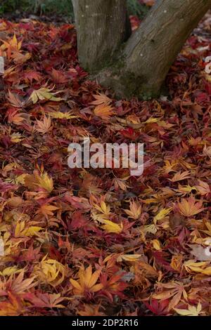 Acer Palmatum elegans en fin de soirée et sous le soleil de la fin de l'automne, avec une couleur spectaculaire des feuilles Banque D'Images