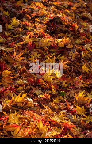 Acer Palmatum elegans en fin de soirée et sous le soleil de la fin de l'automne, avec une couleur spectaculaire des feuilles Banque D'Images