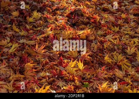 Acer Palmatum elegans en fin de soirée et sous le soleil de la fin de l'automne, avec une couleur spectaculaire des feuilles Banque D'Images