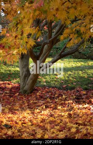 Acer Palmatum elegans en fin de soirée et sous le soleil de la fin de l'automne, avec une couleur spectaculaire des feuilles Banque D'Images