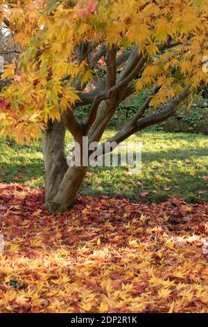 Acer Palmatum elegans en fin de soirée et sous le soleil de la fin de l'automne, avec une couleur spectaculaire des feuilles Banque D'Images