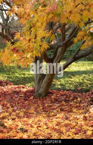 Acer Palmatum elegans en fin de soirée et sous le soleil de la fin de l'automne, avec une couleur spectaculaire des feuilles Banque D'Images