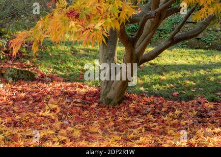 Acer Palmatum elegans en fin de soirée et sous le soleil de la fin de l'automne, avec une couleur spectaculaire des feuilles Banque D'Images