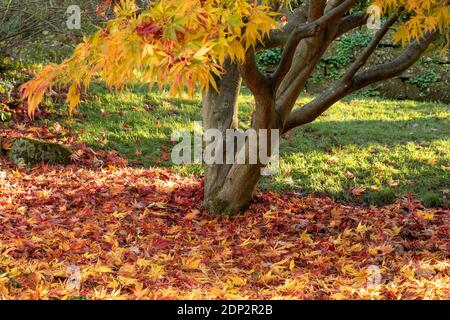 Acer Palmatum elegans en fin de soirée et sous le soleil de la fin de l'automne, avec une couleur spectaculaire des feuilles Banque D'Images