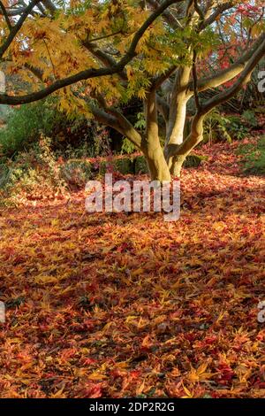 Acer Palmatum elegans en fin de soirée et sous le soleil de la fin de l'automne, avec une couleur spectaculaire des feuilles Banque D'Images