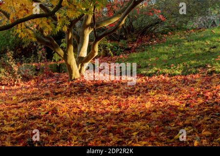 Acer Palmatum elegans en fin de soirée et sous le soleil de la fin de l'automne, avec une couleur spectaculaire des feuilles Banque D'Images