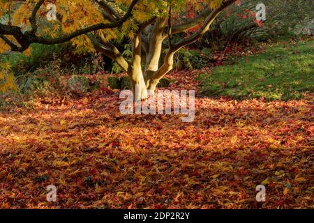 Acer Palmatum elegans en fin de soirée et sous le soleil de la fin de l'automne, avec une couleur spectaculaire des feuilles Banque D'Images