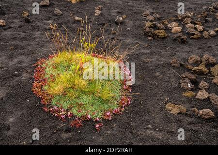 Fleurs d'été sauvages colorées qui poussent sur la lave du volcan Etna, Sicile