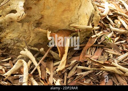 Portrait végétal naturel intime de l'Eucalyptus Puciflora Niphophila en semi-ccoseup Banque D'Images