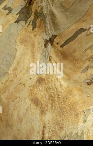 Portrait végétal naturel intime de l'Eucalyptus Puciflora Niphophila en semi-ccoseup Banque D'Images