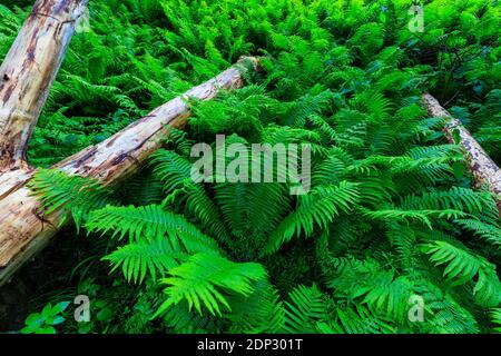 Fougères immenses près du barrage et du château de Kriebstein, bois de mort couvert de fougère, saxe, Allemagne Banque D'Images