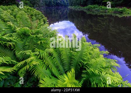 Fougères immenses près du barrage et du château de Kriebstein, bois de mort couvert de fougère, saxe, Allemagne Banque D'Images