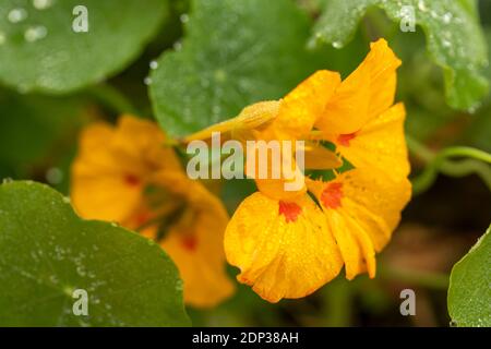 Fleur de nasturtium unique en fleur avec bourgeon secondaire et feuillage après une douche de pluie, portrait naturel de plante Banque D'Images