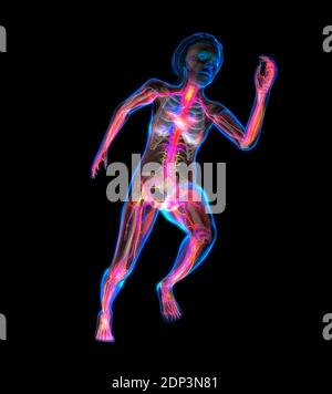 Anatomie humaine, illustration 3d. Banque D'Images