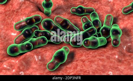 Bactéries Clostridium, illustration informatique. Les clostridies sont des bactéries formant des spores qui comprennent plusieurs espèces pathogènes humaines, C. difficile, C. tet Banque D'Images